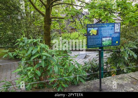 Vista panoramica nel Wordsworth Daffodil Garden a Grasmere nel Lake District, Inghilterra, Regno Unito Foto Stock