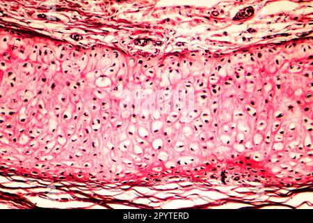 Cartilagine elastica dell'orecchio esterno umano, micrografia leggera Foto Stock