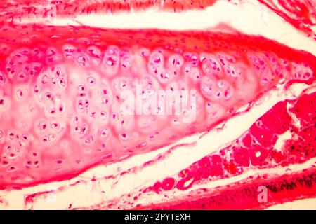 Cartilagine ialina della trachea umana, micrografia leggera Foto Stock