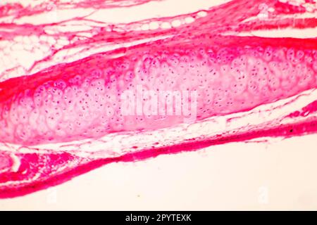 Cartilagine ialina della trachea umana, micrografia leggera Foto Stock