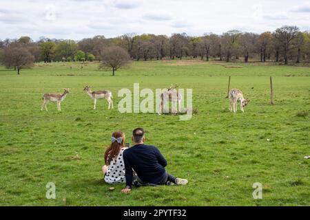 Splendida vista per gruppi di cervi selvatici nel verde Richmond Park Foto Stock