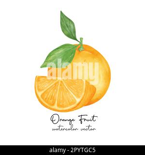 Pittura a mano di acquerello di frutta di arancia fresca, vettore di illustrazione semi-realistico isolato su fondo bianco. Illustrazione Vettoriale
