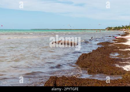 La spiaggia è completamente sporca e sporca. Il problema delle alghe marine è sargassum in Holbox Quintana Roo Messico. Foto Stock