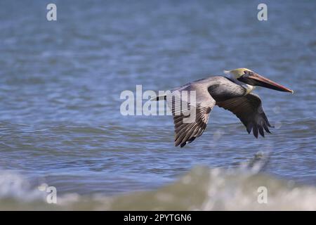 Un pellicano marrone orientale in volo su un corpo tranquillo di acqua, con la sua apertura alare estesa contro il cielo. Foto Stock