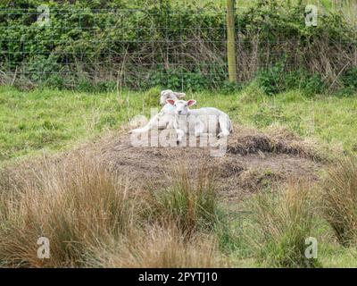 coppia di agnelli appoggiati su un cumulo di fieno in un campo Foto Stock