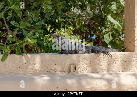 Iguana messicana su muro di cemento. Iguana dalla coda spinosa nera. Fauna selvatica su Holbox Messico Foto Stock