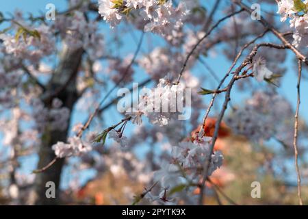 Primo piano della varietà Romei Yoshino sakura fiore di ciliegia Foto Stock