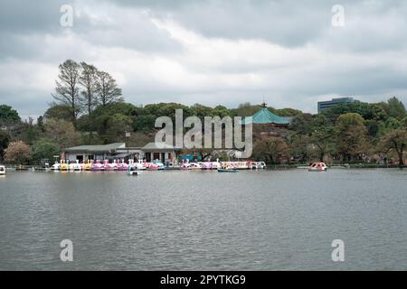 TOKYO, GIAPPONE - 8 APRILE 2023: Barche a remi Swan in affitto a Shinobazu Pond nel parco di Ueno con la fioritura dei ciliegi sakura Foto Stock