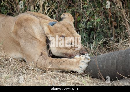 Giovane leonessa dotata di gnaws colletto tracking sul tronco di elefante morto. Parco Nazionale del Botswana di Chobe. Foto Stock