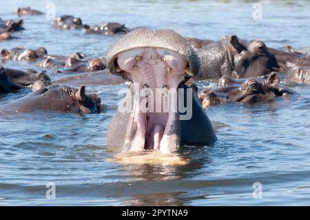 Primo piano dell'ippopotamo che sbadigna con mandria sullo sfondo. Fiume Chobe Botswana Foto Stock