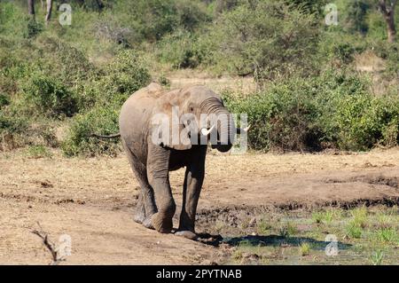 Ricarica di un elefante giovanile Foto Stock