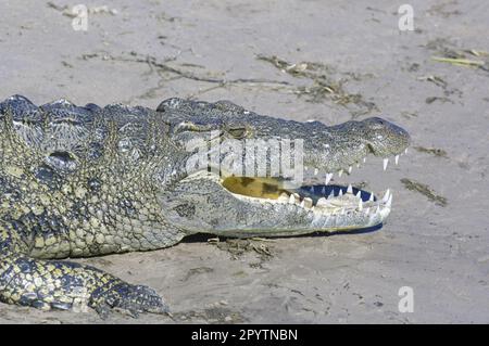 Grande Crocodylus niloticus (coccodrillo del Nilo) foto della testa che mostra i denti. Chobe, Botswana. Foto Stock