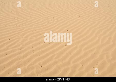 Deserto del Maine, attrazione turistica a Freeport, Maine Foto Stock