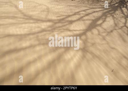 Deserto del Maine, attrazione turistica a Freeport, Maine Foto Stock