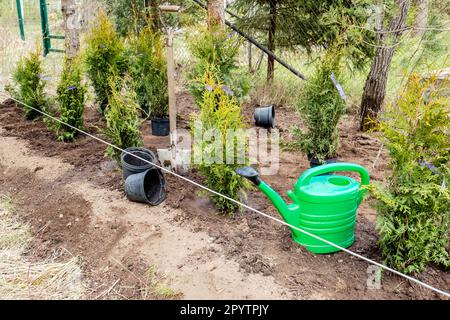 Piantare Thuja occidentalis albero di vita siepe in casa giardino terreno all'aperto in primavera. Lavori in corso, annaffiatura lattina, pala e vasi di fiori vuoti. Foto Stock