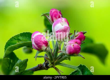 sfondo rosa e bianco di fiori di mela Foto Stock