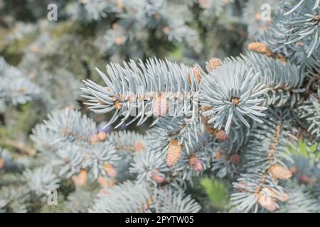 abete bianco con coni alla luce del giorno Foto Stock