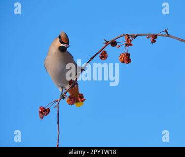 Waxwing bohémien, Bombycilla garrulus, con rufous visibile sotto coda arroccato su un ramo dell'albero di una mela di granchio Foto Stock