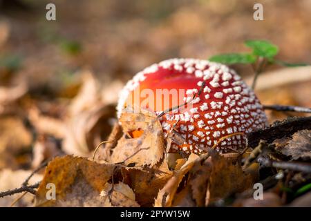 Un fungo agarico mosca nella foresta. Berretto rosso brillante con puntini bianchi visibili da sotto le foglie cadute Foto Stock