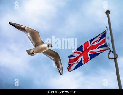 Un gabbiano dalla testa nera scivola sulla spiaggia di Hayling Island, Hampshire, Inghilterra, UK. Foto Stock
