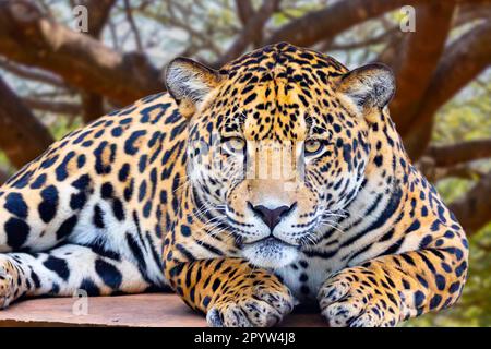 Jaguar (Panthera onca) in ritratto e messa a fuoco selettiva con sfocatura in profondità Foto Stock