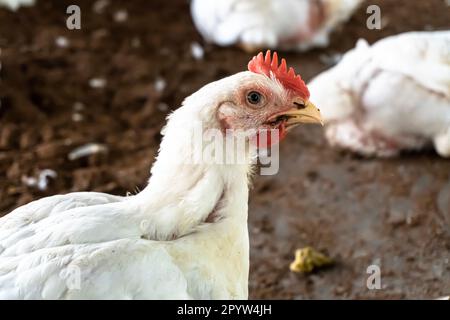 Un pollo in sovrappeso in una fattoria al coperto. Un paio di pantaloni bianchi di pollo alla griglia in una calda giornata estiva. Foto Stock