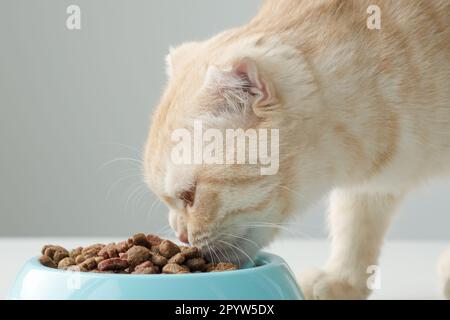 Gatto scozzese rosso fold mangiare cibo secco in una ciotola blu. Primo piano Foto Stock