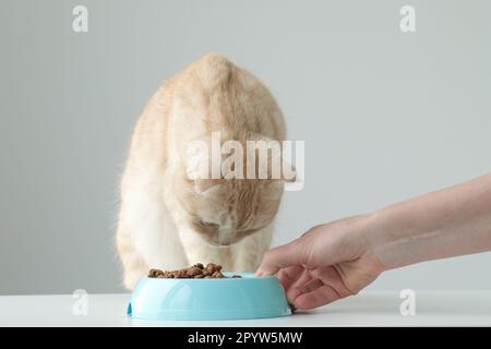 Alimentazione del gatto. La mano mette il recipiente con gli alimenti secchi accanto all'animale Foto Stock