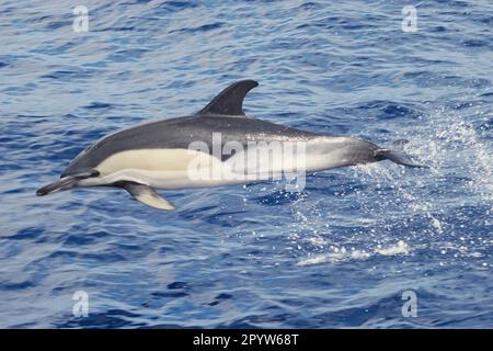 Un primo piano di un delfino tursiope che nuota nell'oceano Foto Stock