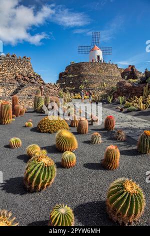 Spagna, Isole Canarie, Lanzarote, Guatiza. Giardino di Cactus, Jardin de Cactus, progettato da Cesar Manrique. Mulino a vento tradizionale. Foto Stock