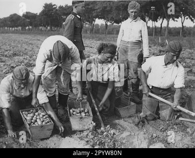 I membri del Reich Labor Service assistono alla raccolta di patate primaticce nella regione di Prignitz, nella parte nordoccidentale del Brandeburgo. [traduzione automatica] Foto Stock