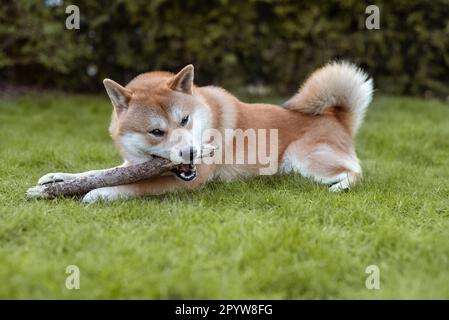 Il cane Shiba inu sta gnawing bastone di legno nel cortile posteriore Foto Stock