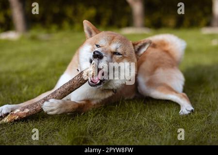 Il cane Shiba inu sta gnawing bastone di legno nel cortile posteriore Foto Stock