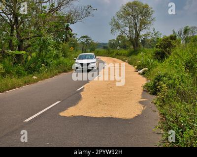 Un'auto bianca passa l'essiccazione del riso su una strada pubblica vicino a Dumballa, nello Sri Lanka centrale. Preso in una giornata di sole quando la superficie della strada sarebbe calda, così asciugando Foto Stock