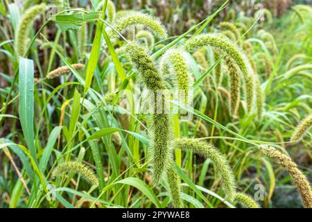 Setaria italica coltiva nei campi in autunno. testa di semi di miglio di coda di volpe. il miglio di foxtail si ritaglia nei campi. Foto Stock