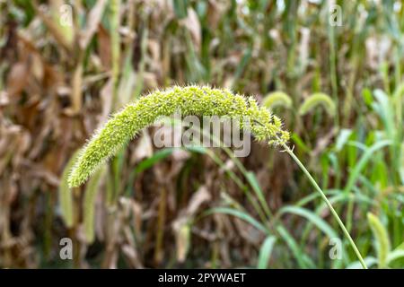 Un colpo di primo piano di piante di miglio di coda di volpe. Setaria italica coltiva nei campi in autunno. testa di semi di miglio di coda di volpe Foto Stock