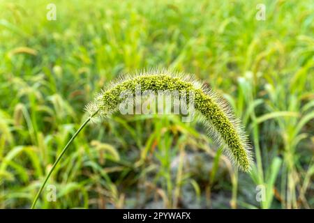 il miglio di foxtail si ritaglia nei campi. Nome scientifico di Setaria Italica, nana setaria, foxtail setle-grass, Foto Stock