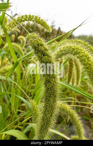 Vista ritratto del miglio italiano, Primo piano di piante di miglio di coda di volpe. Setaria italica coltiva nei campi in autunno Foto Stock