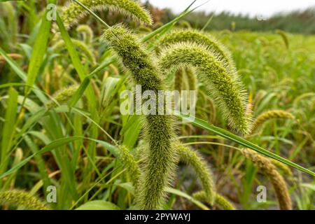 testa di semi di miglio di coda di volpe. il miglio di foxtail si ritaglia nei campi. Nome scientifico di Setaria Italica Foto Stock