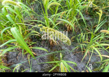 Colture mature di miglio nei campi in autunno, Bangladesh. Miglio italiano, Un primo piano di piante di miglio di coda di volpe Foto Stock