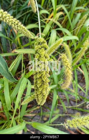 Raccolti di coda di volpe verdi nel campo. Colture mature di miglio nei campi in autunno, Bangladesh. Miglio italiano Foto Stock