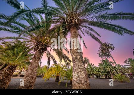 Spagna, Isole Canarie, Lanzarote, Haria. Casa, Museo, Fundacion Cesar Manrique. Casa di residenza. Giardino delle palme al tramonto. Foto Stock