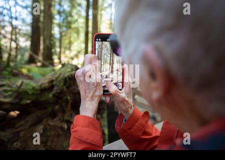 Una donna anziana di 90s anni utilizza un iPhone per scattare una fotografia a Cathedral Grove sull'isola di Vancouver, Canada. Foto Stock