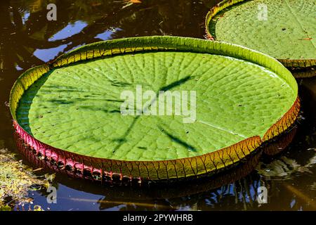 Grande verde Victoria Regia galleggiando sulle acque calme di un lago nei tropici, Brasile Foto Stock