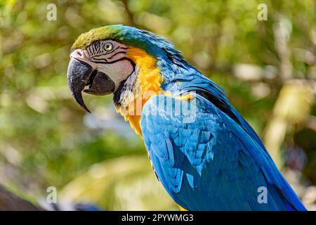 Macaw arroccato su un ramo con vegetazione della foresta pluviale brasiliana dietro, Belo Horizonte, Minas Gerais, Brasile Foto Stock