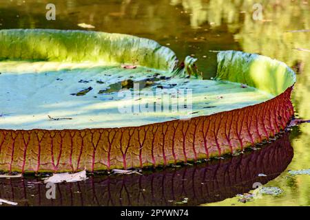 Victoria regia, pianta acquatica tipica della regione amazzonica, galleggiante sulle acque di un lago, Brasile Foto Stock