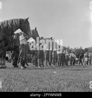 Cavalli e cavalieri prima di cavalcare ad anello a Warnemünde. Nella corsa ad anello, una lancia è messa attraverso un anello appeso al ponteggio. Foto Stock