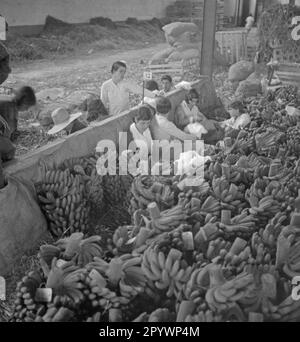 Le donne stanno smistando le banane in una piantagione di banane a Madeira. Foto Stock