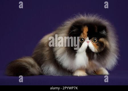 Un adorabile felino domestico morbido in studio su uno sfondo blu scuro Foto Stock