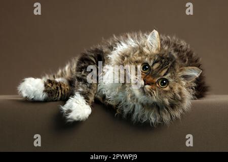 Un adorabile felino domestico morbido in studio su uno sfondo scuro Foto Stock